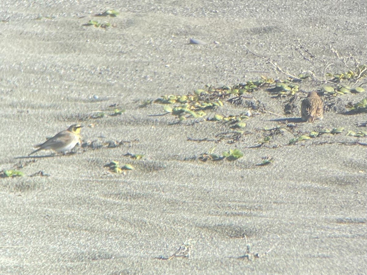 Horned Lark - ML503794591