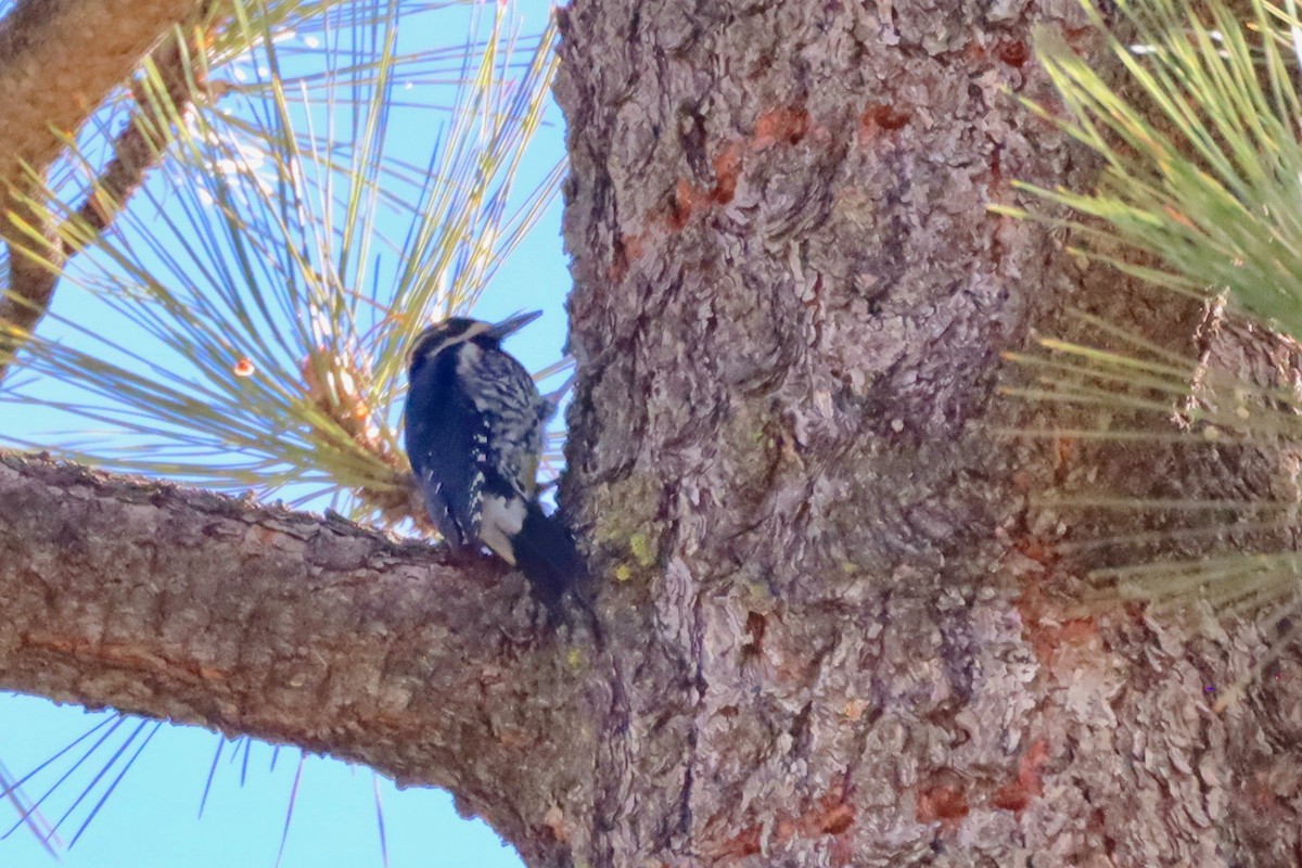 Williamson's Sapsucker - ML503798091