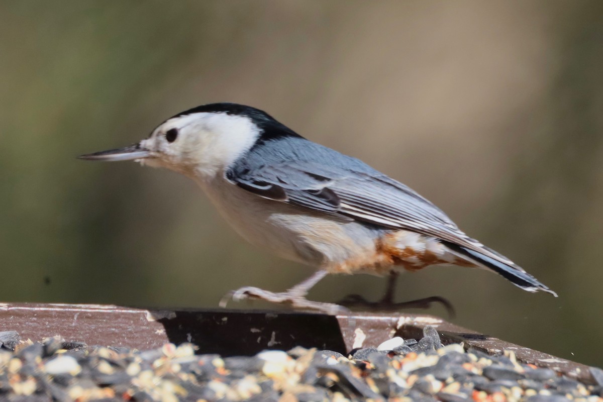 White-breasted Nuthatch - ML503798181