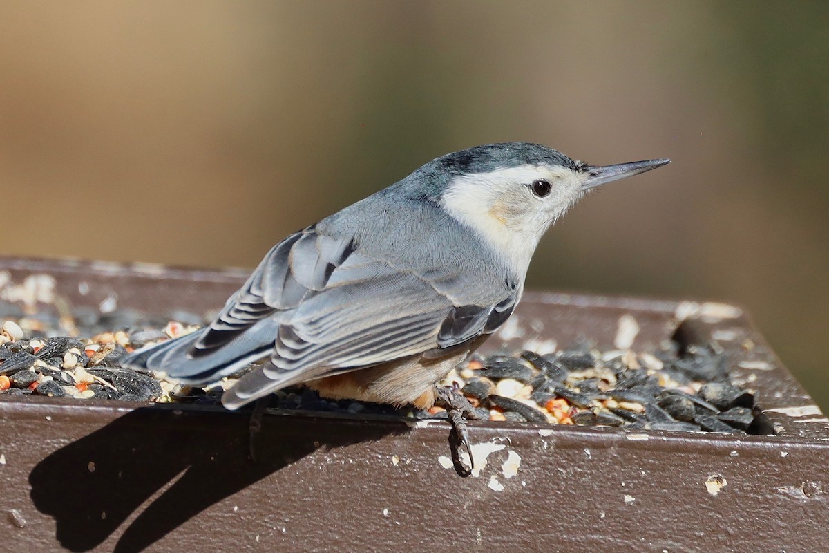White-breasted Nuthatch - ML503798201