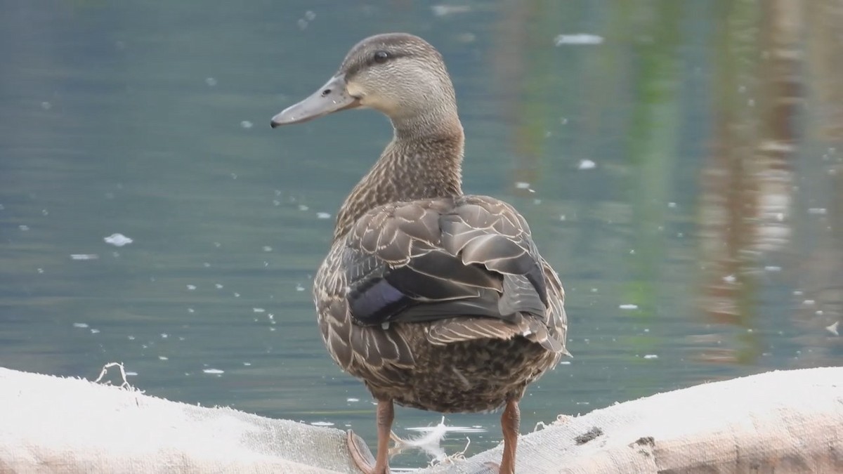 American Black Duck - Denis Provencher COHL