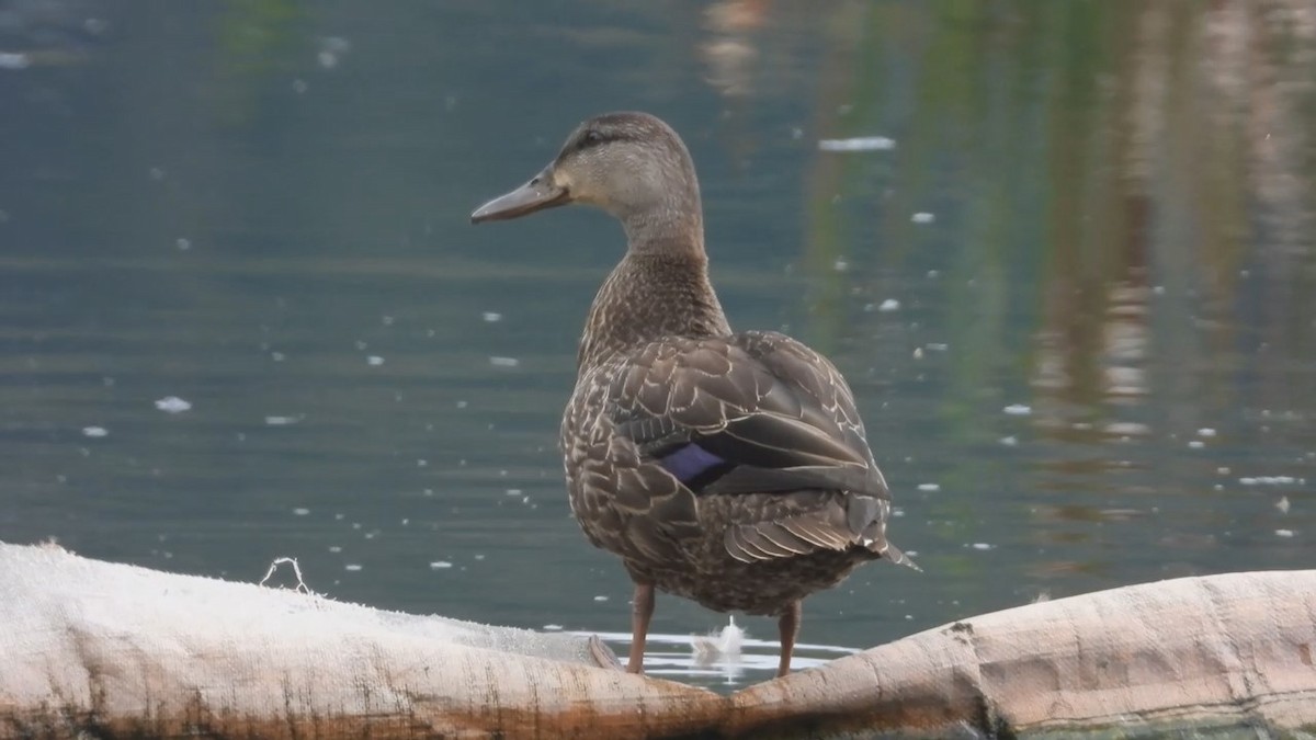 American Black Duck - Denis Provencher COHL