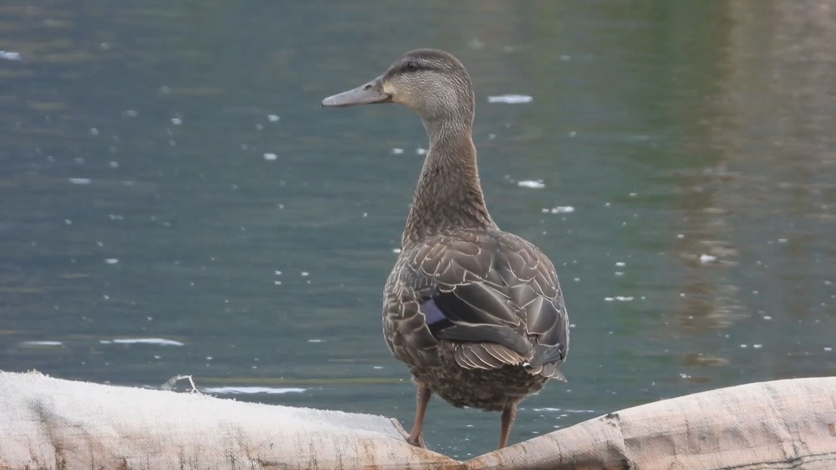 American Black Duck - Denis Provencher COHL