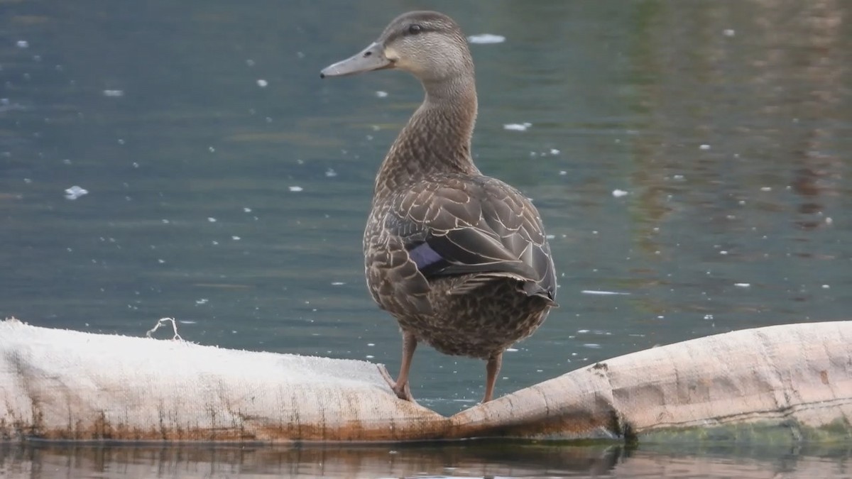 American Black Duck - Denis Provencher COHL