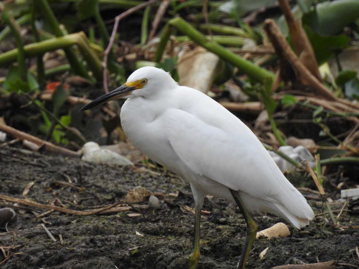 Snowy Egret - ML503800061