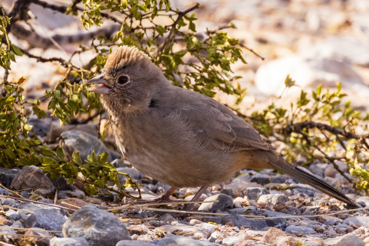 Canyon Towhee - ML503800431