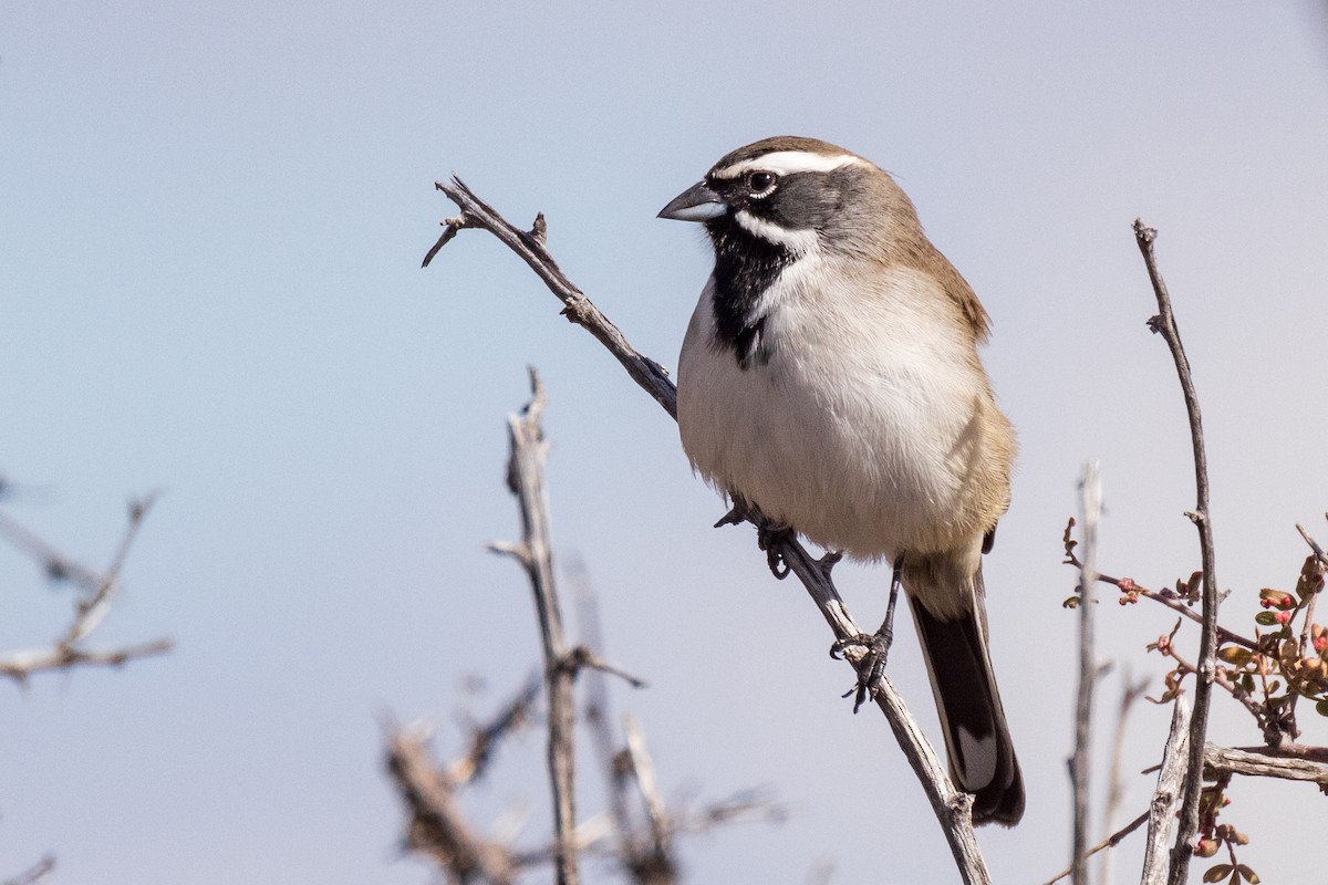 Black-throated Sparrow - ML503800601