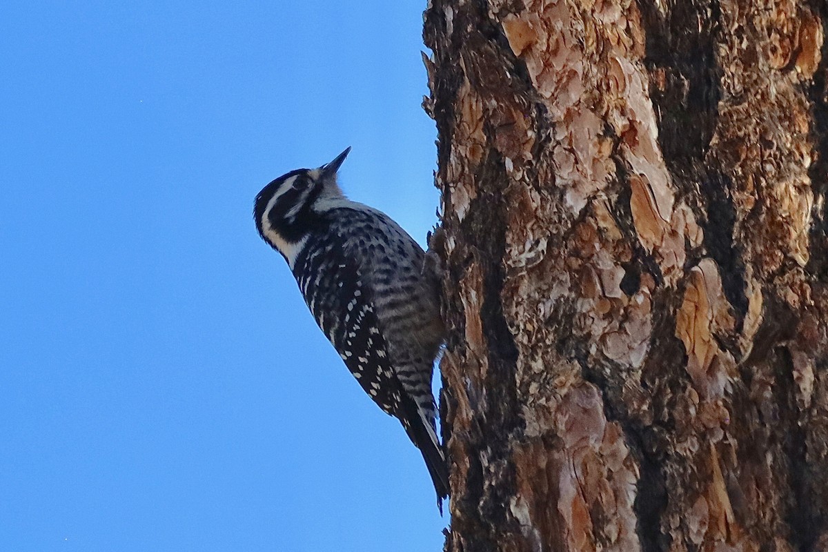 Nuttall's Woodpecker - ML503800631