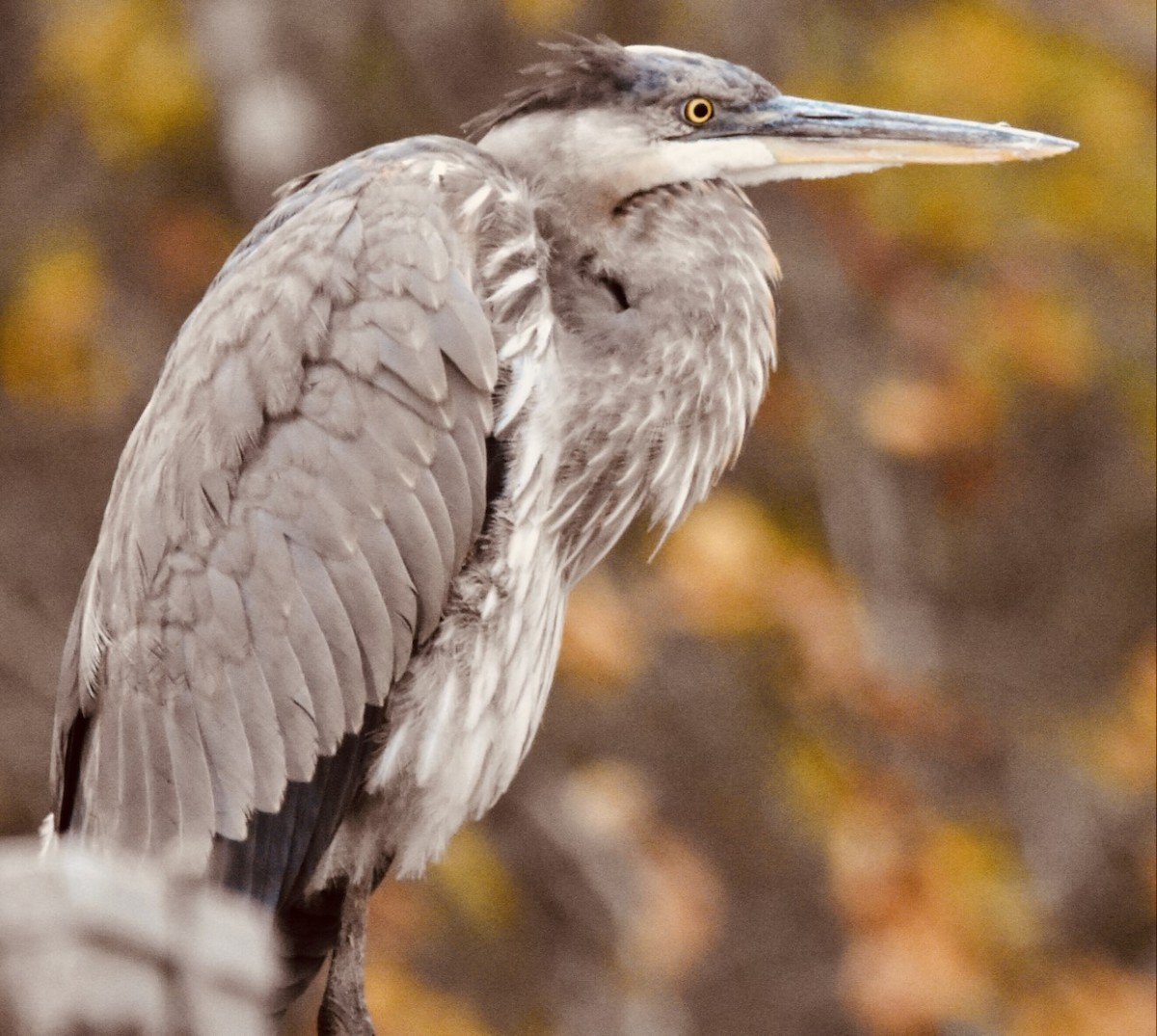 Great Blue Heron - ML503800651