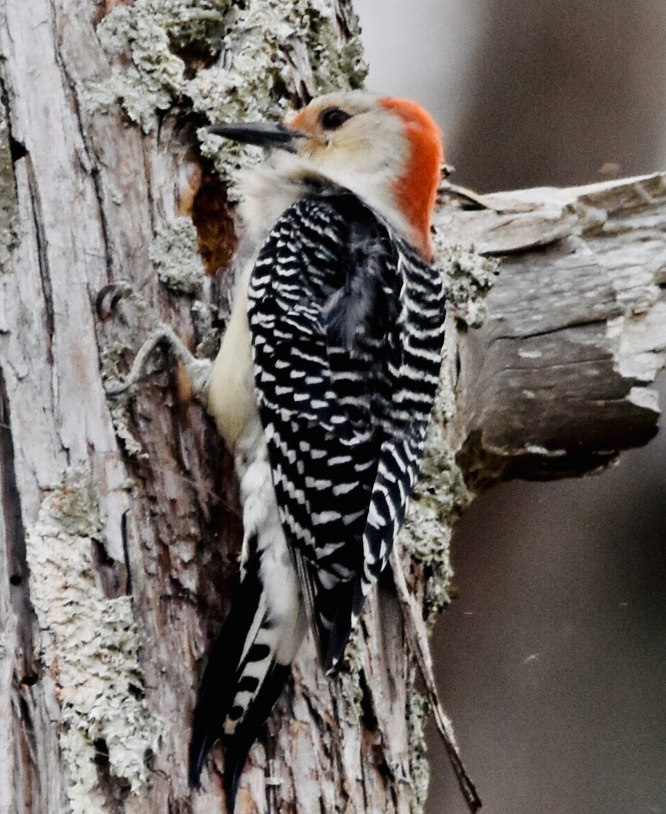 Red-bellied Woodpecker - ML503800951