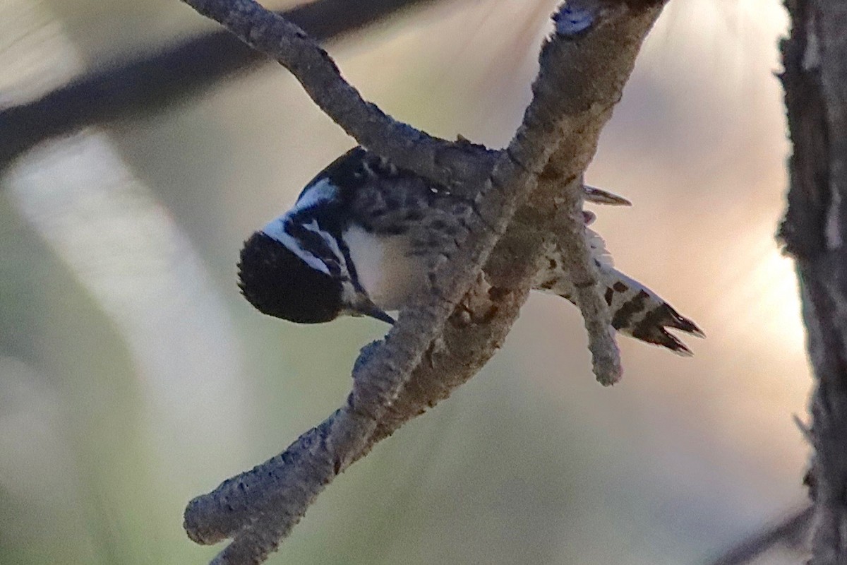 Nuttall's Woodpecker - ML503801291