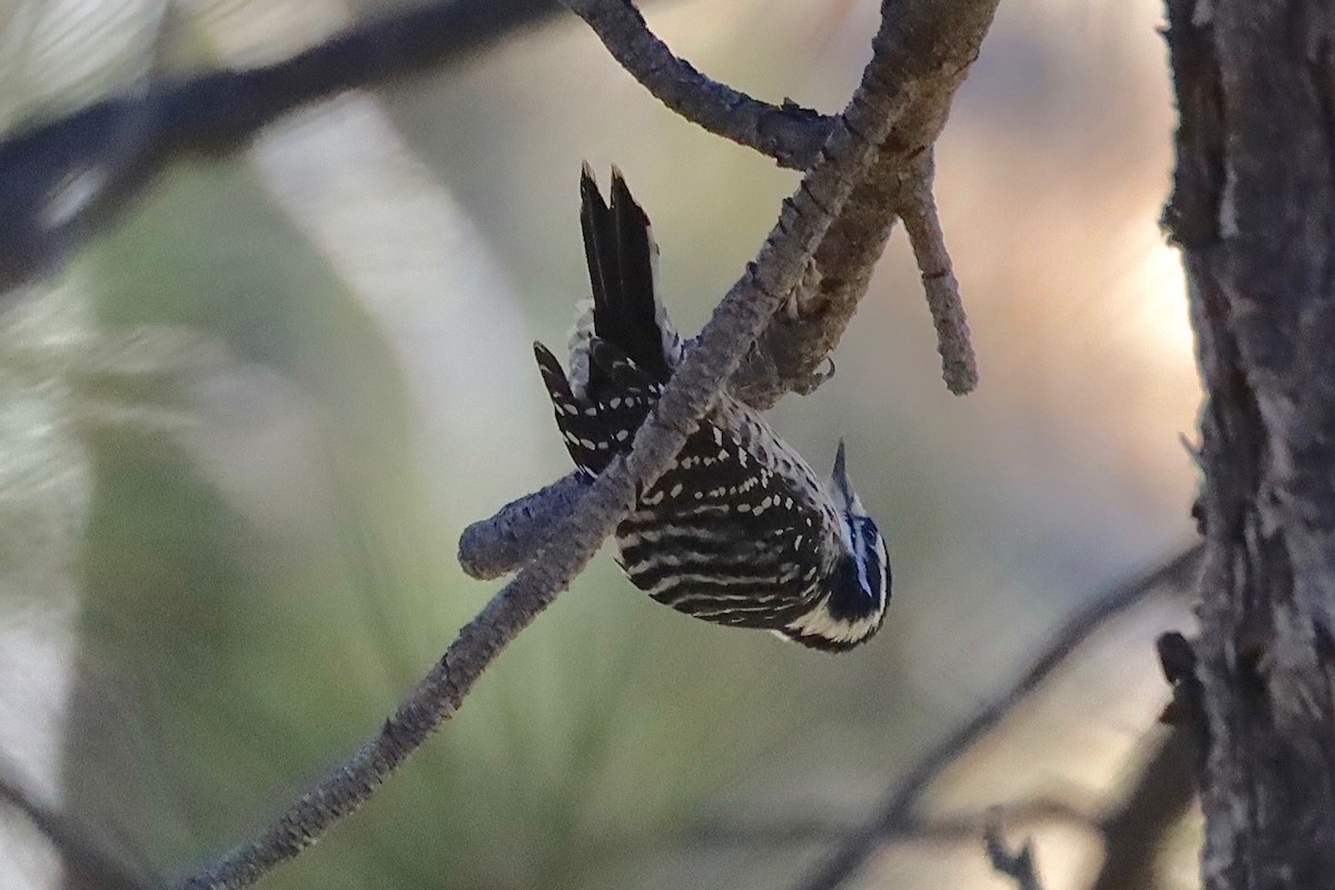 Nuttall's Woodpecker - ML503801301