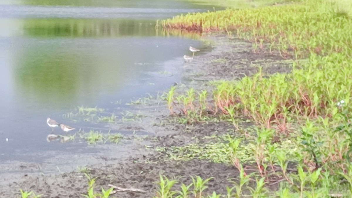 Lesser Yellowlegs - ML503805821