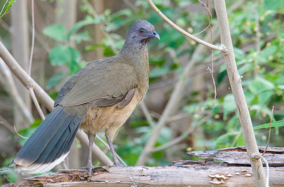 Plain Chachalaca - ML503806731