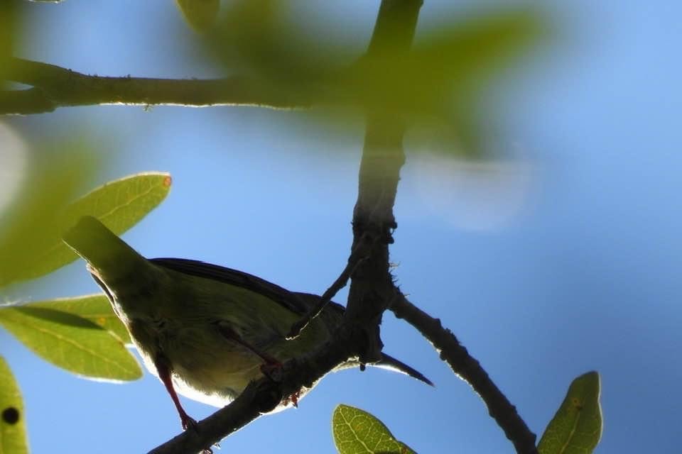 Red-legged Honeycreeper - ML503807661