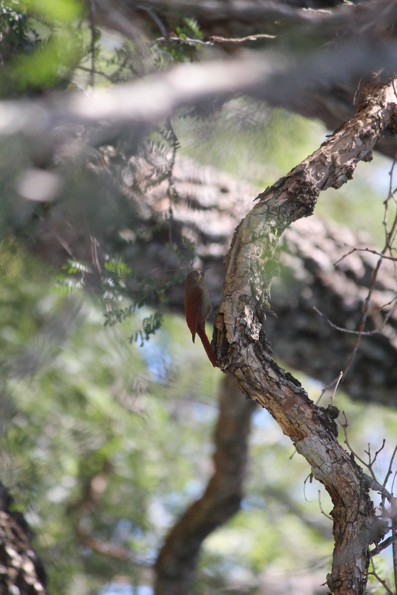 Olivaceous Woodcreeper - ML503809481