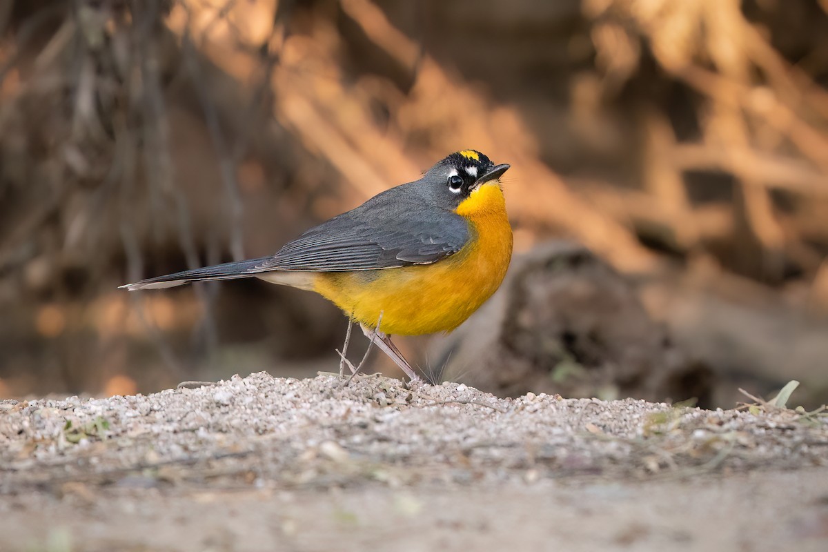 Fan-tailed Warbler - ML503809741