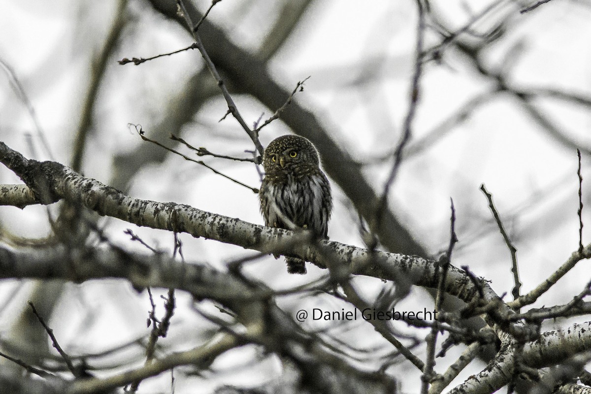 Northern Pygmy-Owl - ML50380981