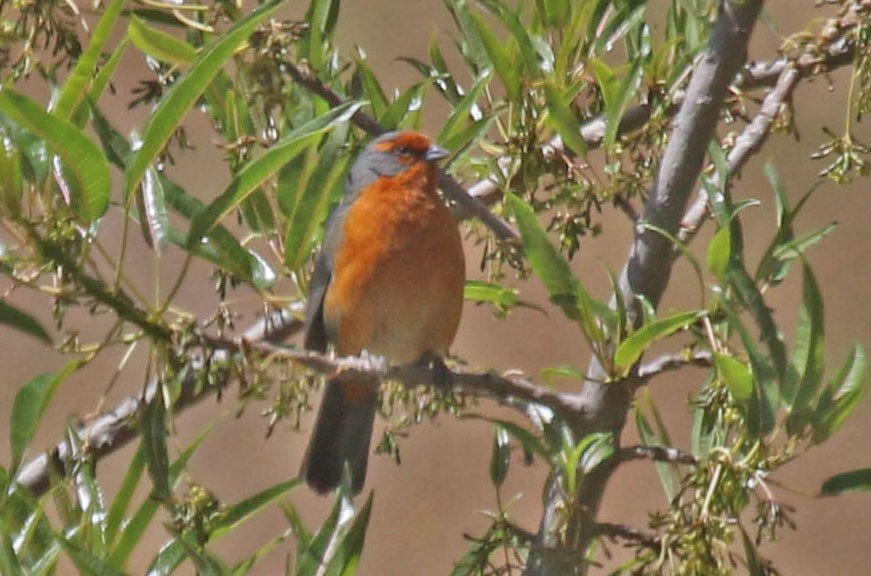 Cochabamba Mountain Finch - Joan and/or George Sims