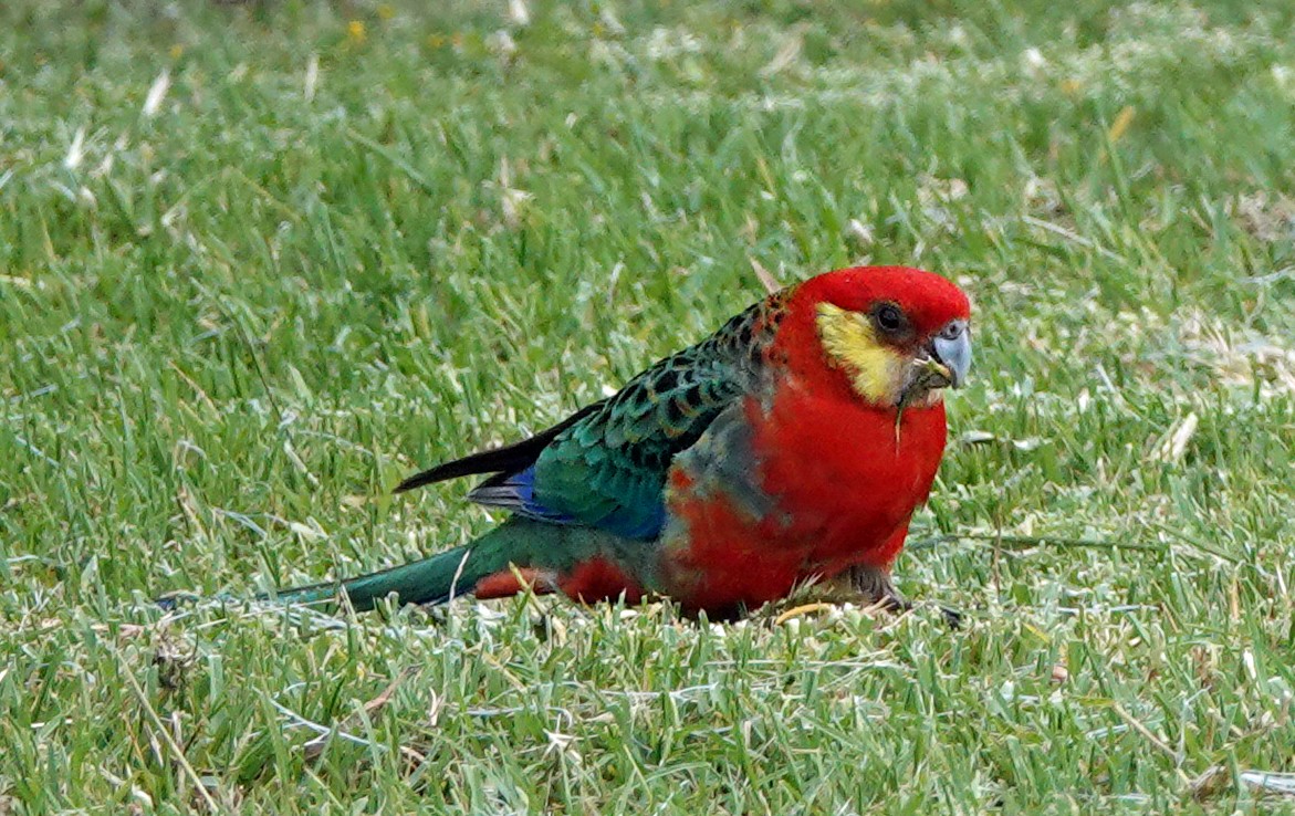 Western Rosella - ML503811461