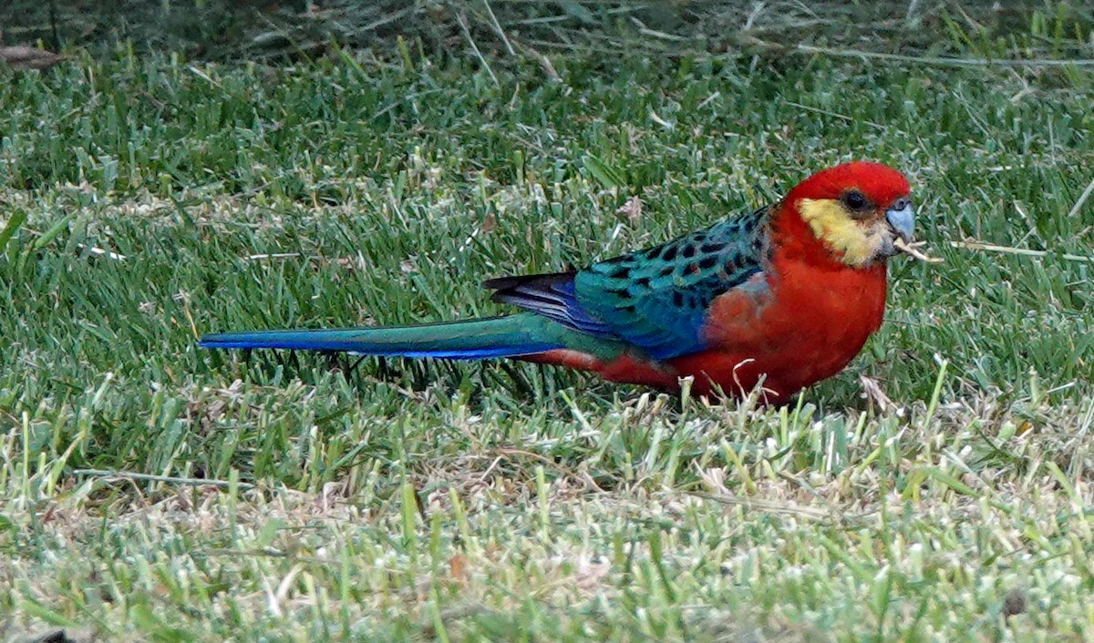Western Rosella - ML503811481