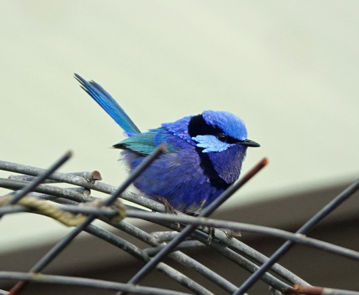 Splendid Fairywren - ML503811591