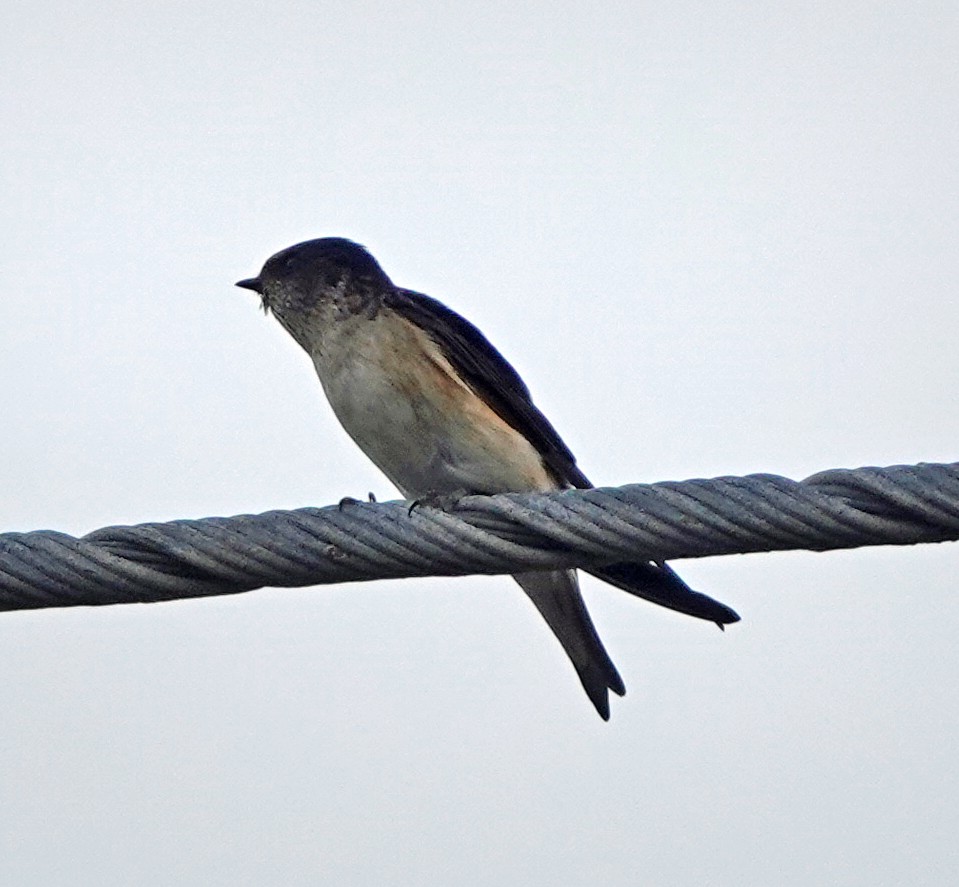 Tree Martin - ML503811821