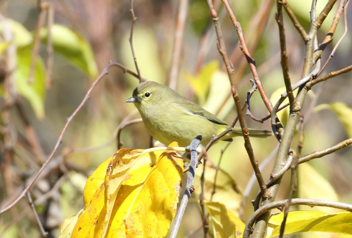 Orange-crowned Warbler - ML503814201