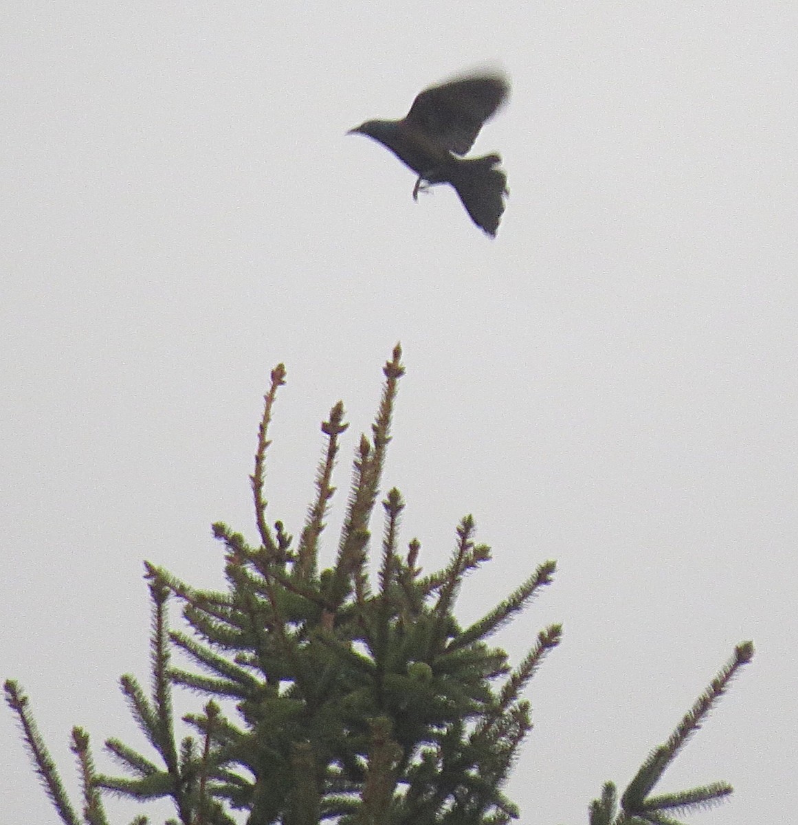 American Crow - Linda Grebe 🦅