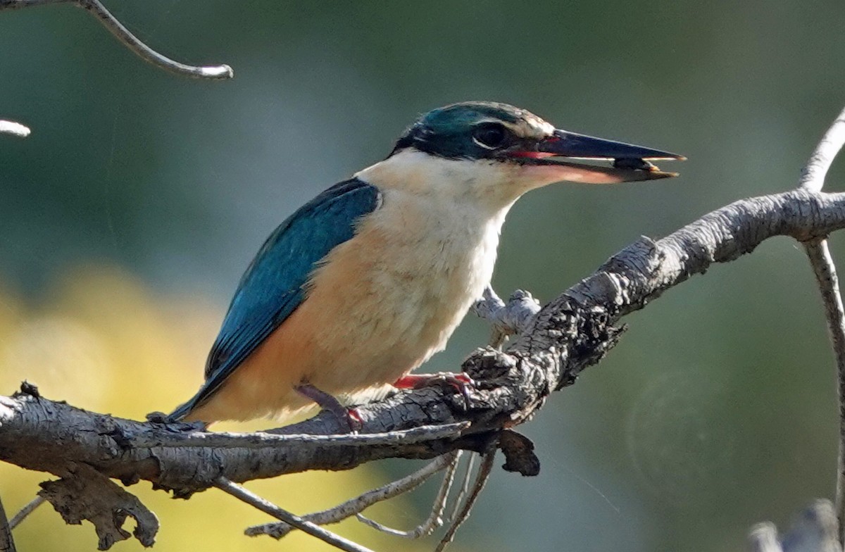 Sacred Kingfisher - ML503815381