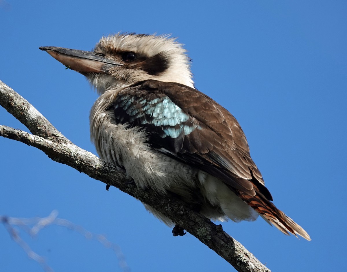 Laughing Kookaburra - ML503815511