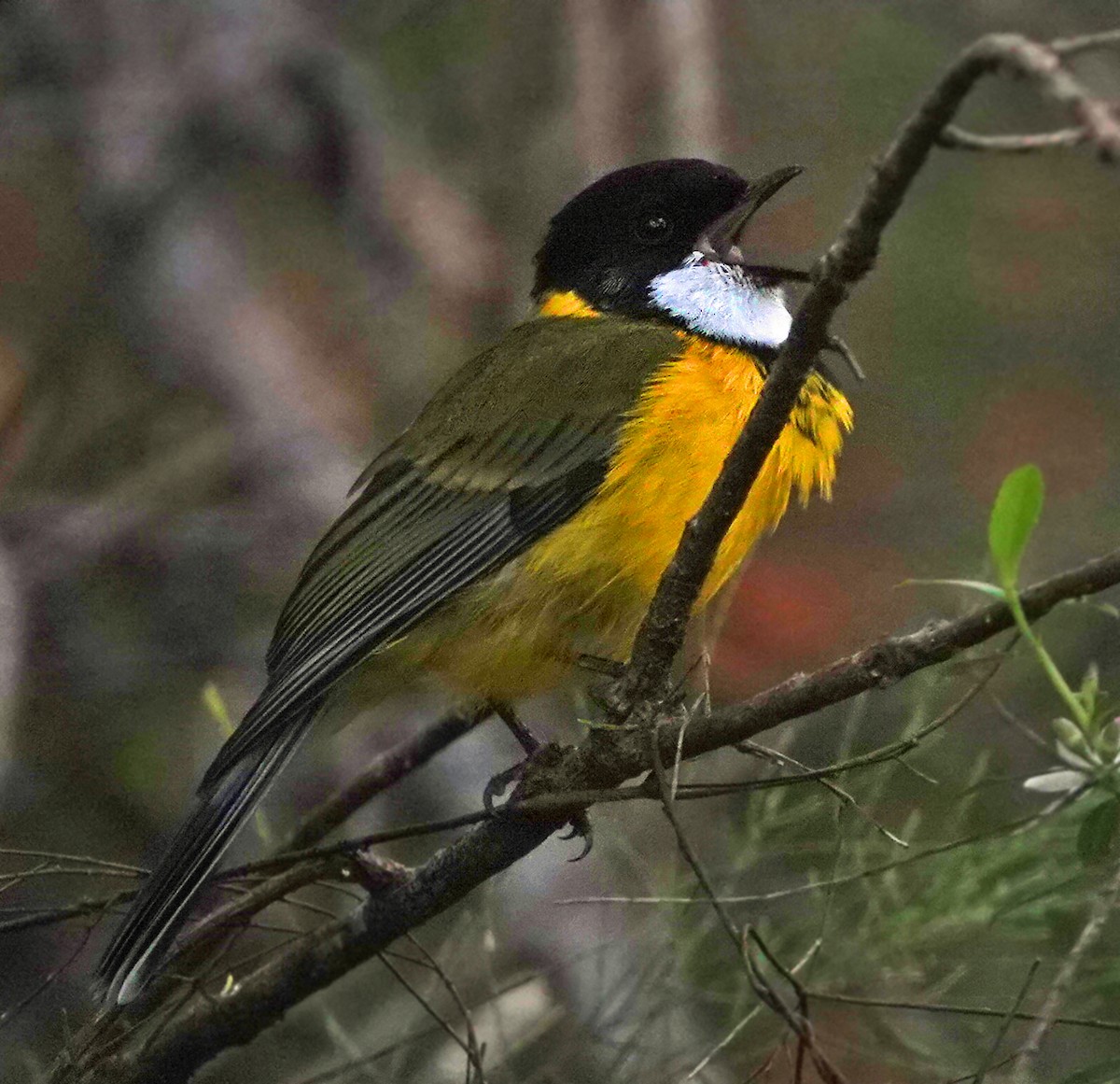Golden Whistler (Western) - ML503815611