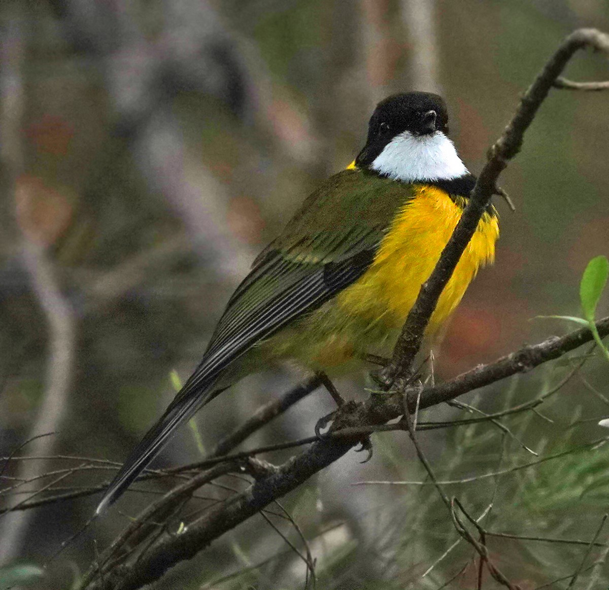 Golden Whistler (Western) - ML503815621