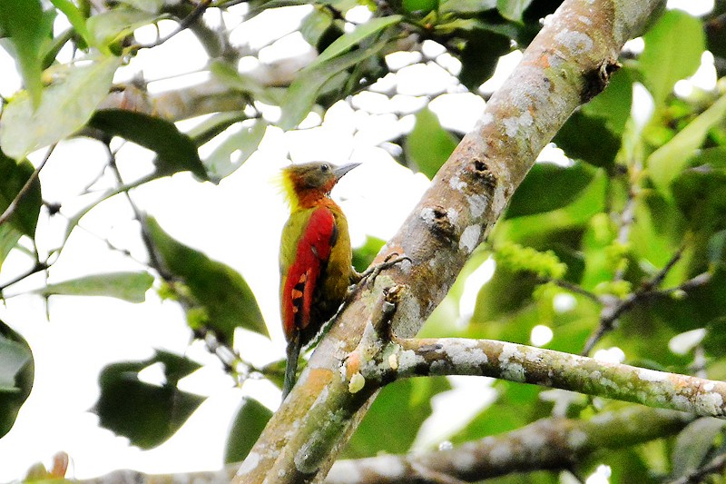 Checker-throated Woodpecker - ML50381681