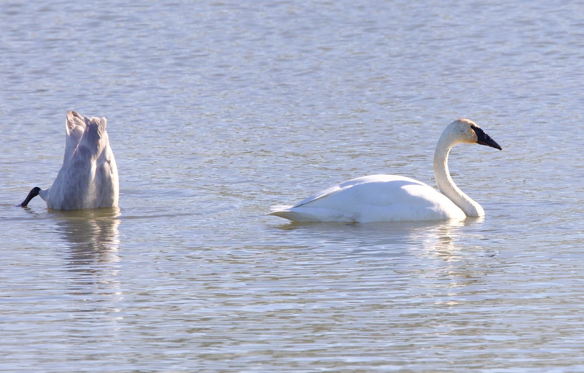 Trumpeter Swan - ML503817141