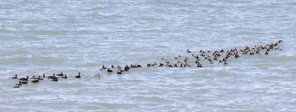 Surf Scoter - ML503817341