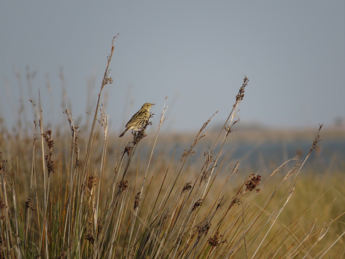 Correndera Pipit - Jorge Gutiérrez