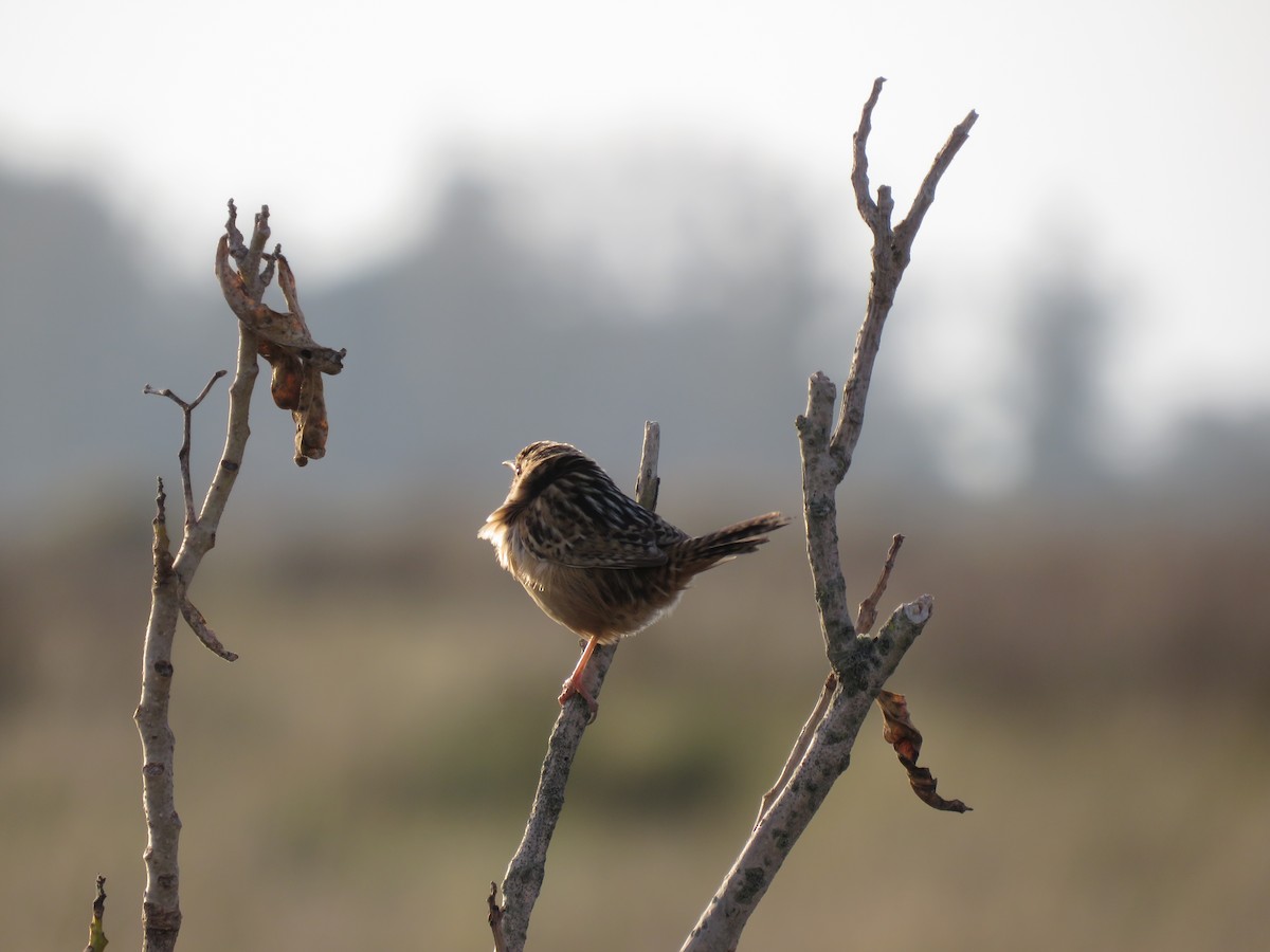 Grass Wren - ML503817891