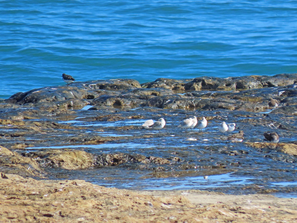 Black Turnstone - ML503818931