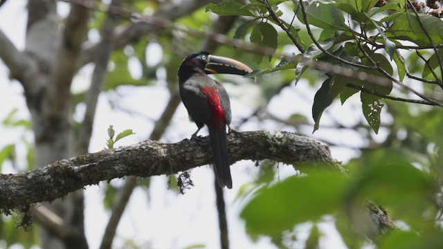 Chestnut-eared Aracari - ML503819331