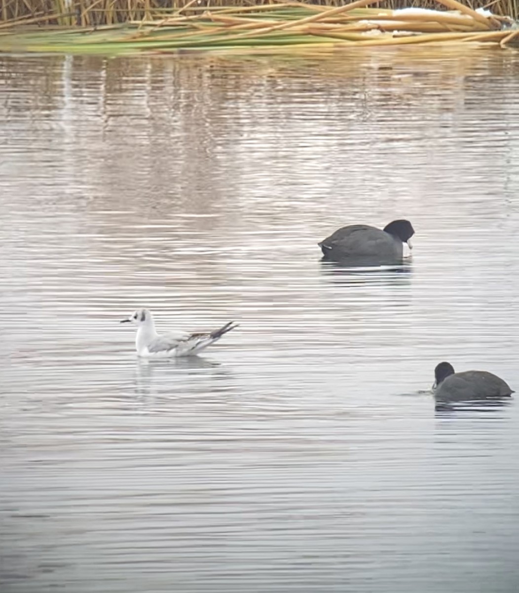 Bonaparte's Gull - ML503822191