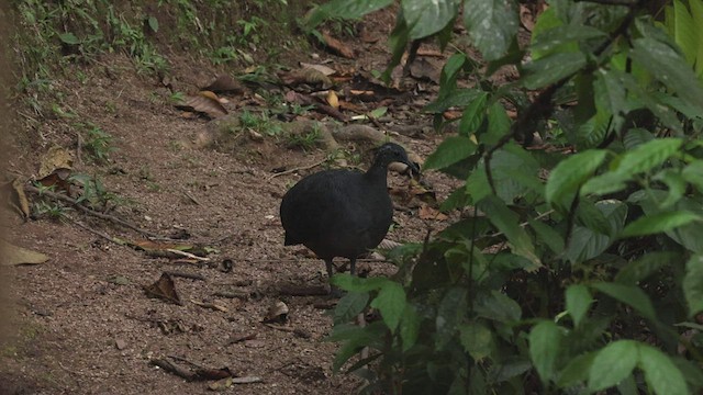 Gray Tinamou - ML503822321