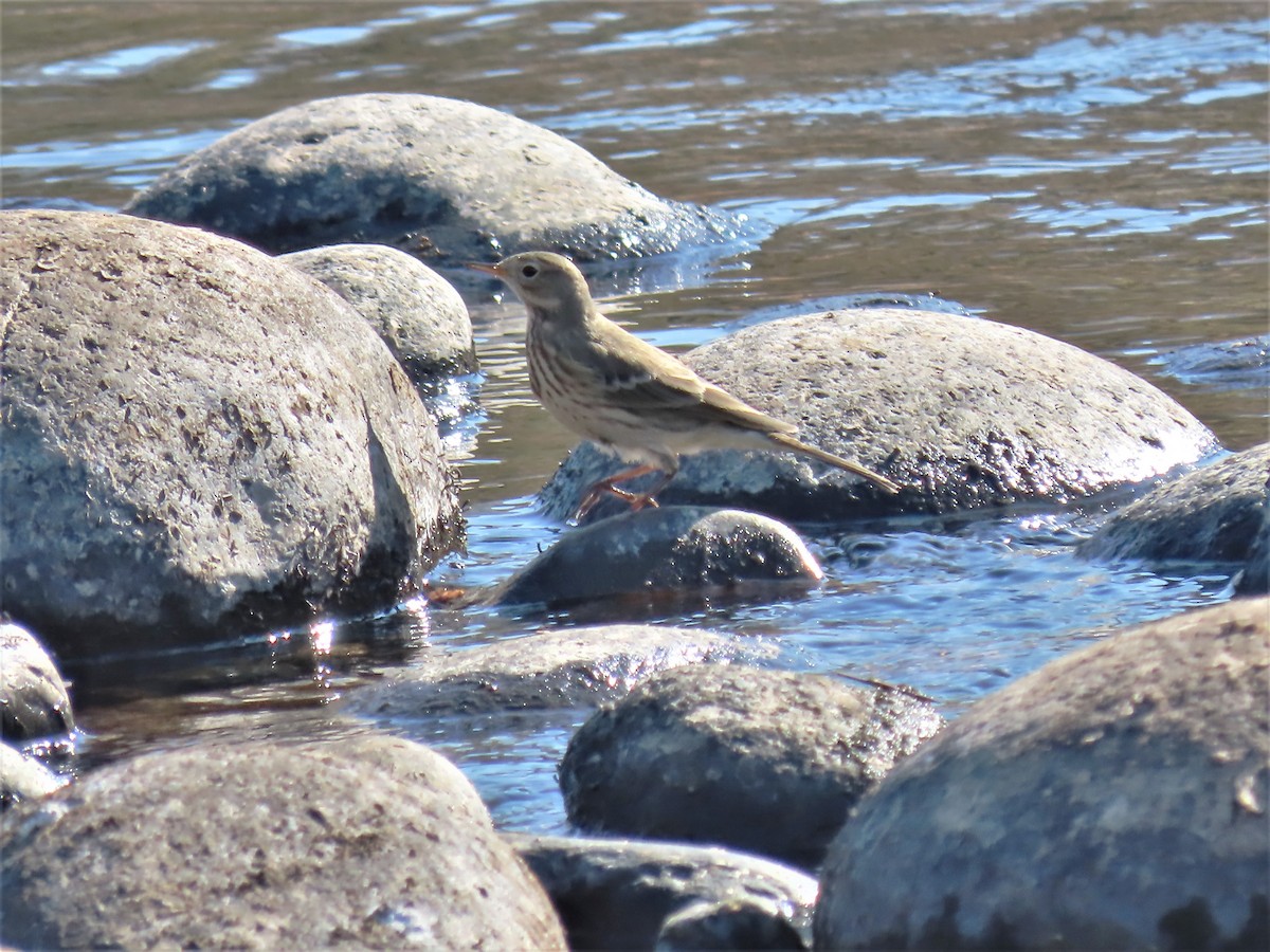 American Pipit - ML503823891