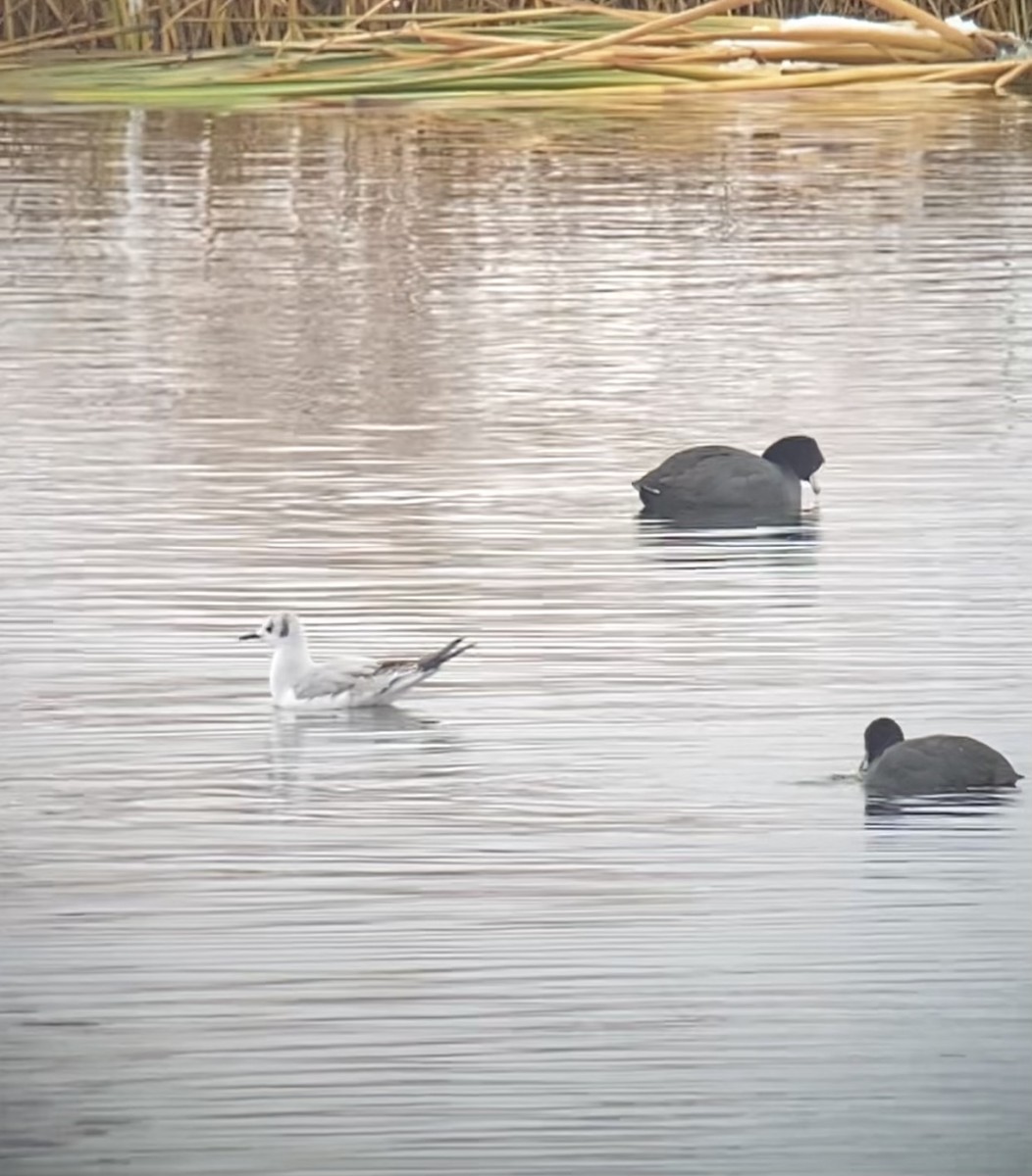 Bonaparte's Gull - ML503824231