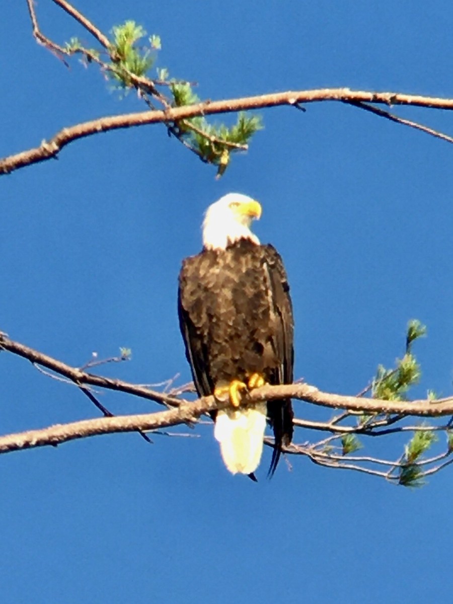 Bald Eagle - ML503824461
