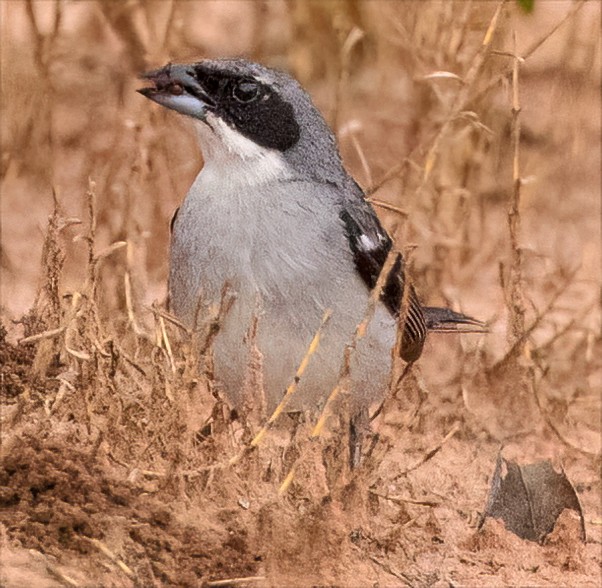 White-banded Tanager - ML503825861
