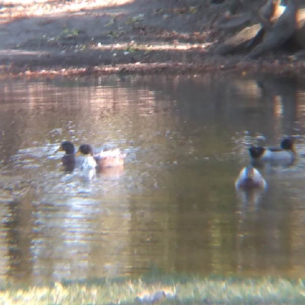 Canard colvert (forme domestique) - ML503826831