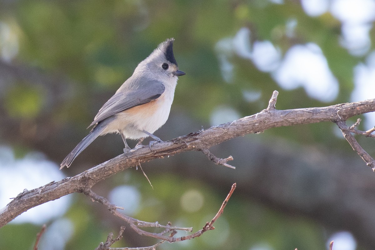 Black-crested Titmouse - ML503826891