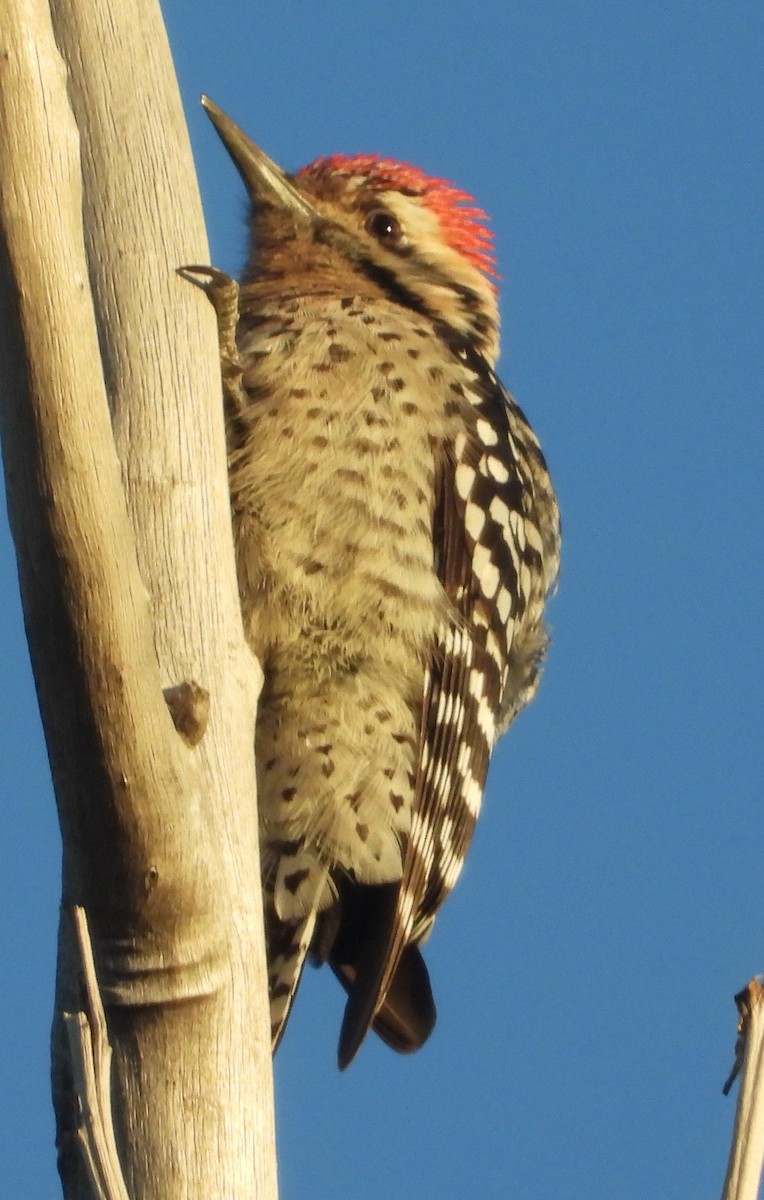 Ladder-backed Woodpecker - ML503827301