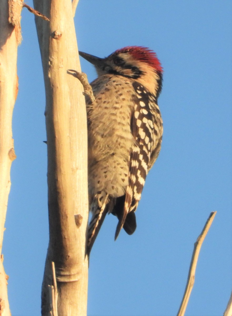 Ladder-backed Woodpecker - ML503827311